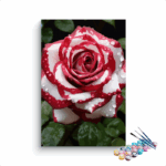 Rose Elegance: Dew-Kissed Red and White Rose Paint by Numbers Kit
