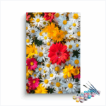Field of Daisies: Bright Blossoms Paint by Numbers Kit