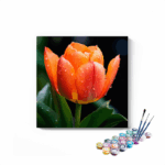 Dewy Orange Tulip Paint by Numbers Kit